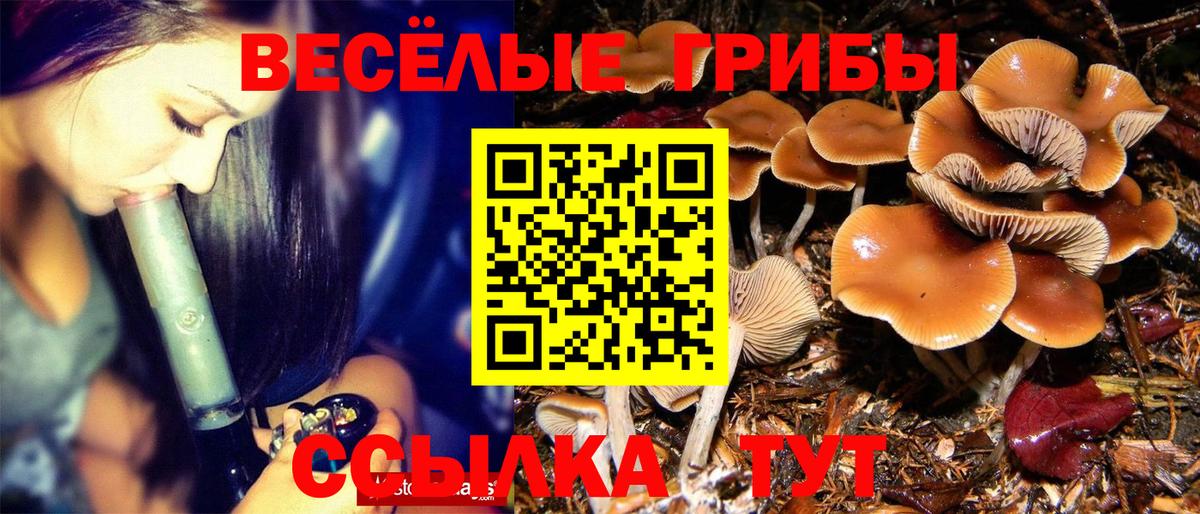 Псилоцибиновые грибы Psilocybine cubensis Азнакаево